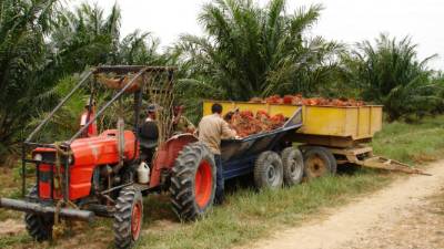 Guatemala produce siete toneladas métricas por hectárea, tres más de media mundial.