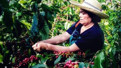 El precio del quintal de café alcanzó en el ciclo 2022-2023 un promedio de 197,47 dólares.