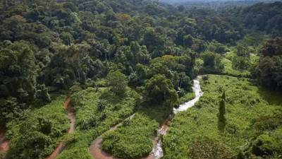 Bosques de Honduras podrían desaparecer en 21 años, advierte estudio de la ASJ.