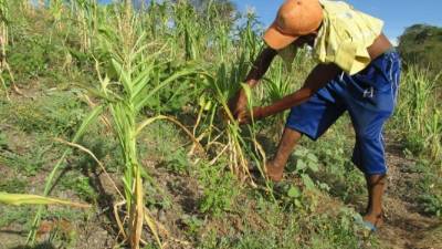 El PMA tiene previsto destinar este año 10 millones de dólares para proporcionar ayuda a familias afectadas por la falta de lluvia en Honduras, especialmente en el corredor seco. EFE