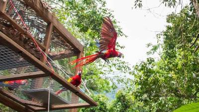 Una de las ocho guacamayas rojas liberadas este viernes en la cuenca del río Cangrejal, en La Ceiba.