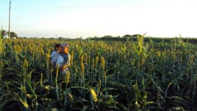 Un productor carga a su hija en una plantación de sorgo en Olancho, donde se cosechan de 25 a 30 quintales al año.