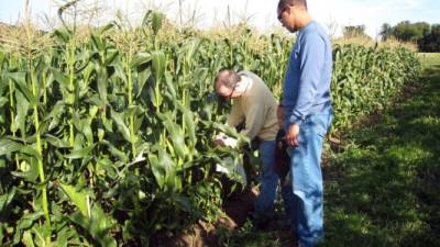 En Iowa, Nebraska, Illinois y Minnesota se localiza el 50% de la producción de maíz de Estados Unidos.