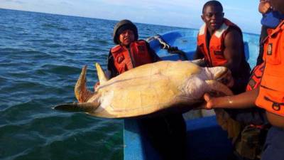 Los elementos de la Fuerza Naval al momento de rescatar las tortugas que habian sido cazadas en Puerto Lempira.