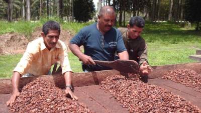 Los productores de cacao analizan las semillas durante las capacitaciones recibidas en el programa.