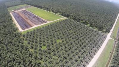 Vista aérea de las plantaciones de palma de Hondupalma en El Negrito, Yoro.