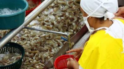 Guatemala es el principal mercado del camarón cultivado en Honduras en Centroamérica.
