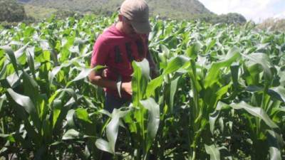En Cane, La Paz, los productores se preparan para obtener buenas cosechas.