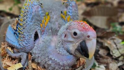 Los primeros polluelos de guacamaya roja de la temporada ya comenzaron a nacer en Copán Ruinas, como parte del programa de reproducción, rescate y conservación que impulsan Macaw Mountain y la Organización para la Protección de las Aves (PRO-ALAS).
