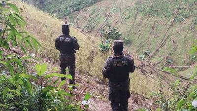 Agentes militares hondureños descubren una plantación de hoja de coca en el oriental departamento de Olancho.