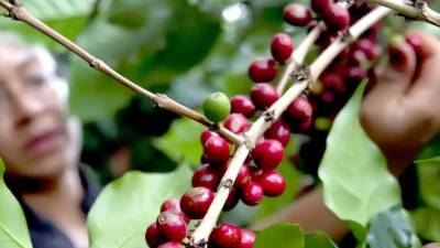 A tres meses de concluir el ciclo 2025-2026, Honduras ya supera el pronóstico de exportación de café de 6.5 millones de sacos.