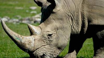 Los empleados del parque siguen trabajando para establecer los detalles exactos sobre cómo murió Gyöngy.