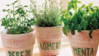 Las hierbas aromáticas son muy usadas en la cocina y para preparar remedios caseros.