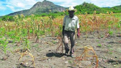 Un campesino de El Paraíso camina a través de su milpa de maíz afectada por la falta de lluvia.