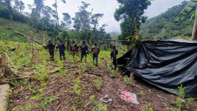 El cultivo de tres manzanas de plantación supera las 21 mil plantas.