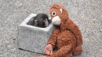 Punch, un macaco japonés nacido el 26 de julio de 2025 en el Zoológico de Ichikawa, se ha convertido en protagonista inesperado de las redes sociales por un comportamiento tan singular como conmovedor: no se separa de un peluche de orangután que parece brindarle calma y protección.