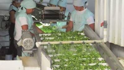 Cultivo y producción de okra en Orocuina, Choluteca.