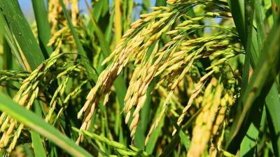 Con L72 millones Banadesa brindará respaldo a cooperativas agrícolas