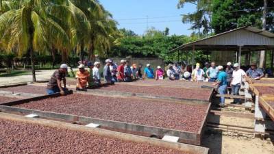 Productores en un centro de secado de cacao de la Fhia.