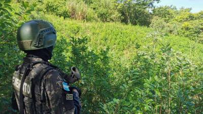 Plantación de arbustos de hoja de coca descubierta en Iriona, Colón (Honduras).