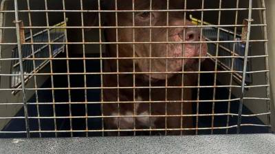 Vecinos del sector 4 de la colonia Hato de Enmedio, en Tegucigalpa, relataron las condiciones en las que permanecía Zeus, el perro pitbull que atacó en dos ocasiones a su dueño y que fue retirado este martes de la vivienda donde ocurrió el hecho.