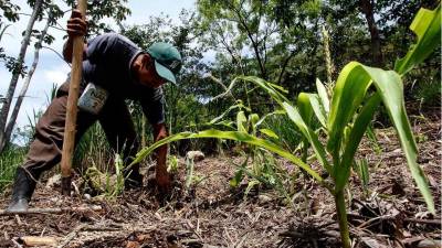 Un agricultor trabaja la tierra en una parcela de cultivo, una actividad que para muchos ha dejado de ser atractiva debido al impacto del cambio climático, los altos costos de los insumos, las bajas ganancias y otros factores que afectan la rentabilidad del campo.