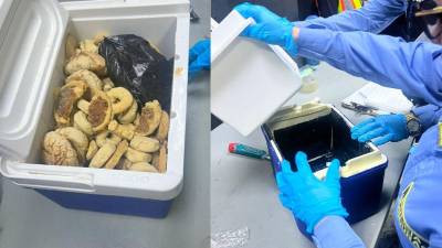 Una encomienda que iba con destino a Charlotte, Carolina del Norte, Estados Unidos, despertó sospechas al pasar por los rayos X del aeropuerto Ramón Villeda Morales.