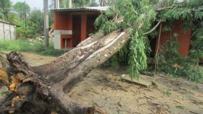 Los fuertes vientos provocaron la caída de un árbol sobre una casa.