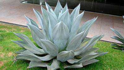 El agave azul tiene propiedades que puede evitar la obesidad.