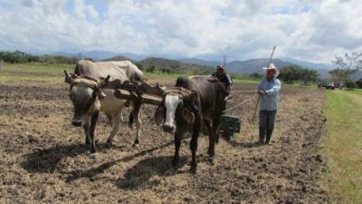 El fenómeno del Niño ya ha provocado graves pérdidas como resultado de la prolongada sequía.