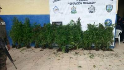Las plantan de marihuana fueron llevadas la sede de Fusina en Iguala.