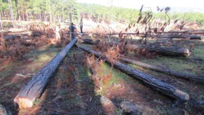 La plaga del gorgojo provocó estragos hace unos años en los bosques hondureños.