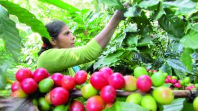 <b>El 30 de septiembre concluye el ciclo cafetero 2023-2024 en Honduras.</b>