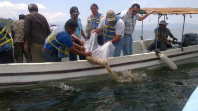 Los pescadores son capacitados para proteger el Lago de Yojoa.