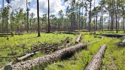 <b><span class=mln_uppercase_mln>Tala.</span></b> Las áreas identificadas son en al menos cuatro departamentos.