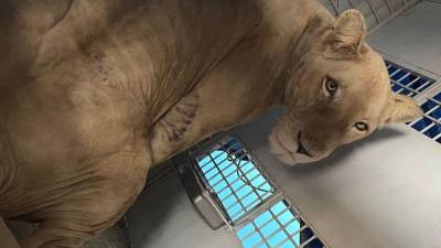 Ocho grandes felinos que durante años permanecieron fuera del ojo público dejaron Honduras este día, en un movimiento histórico que ha despertado curiosidad y múltiples interrogantes sobre su destino y las razones detrás de su traslado.