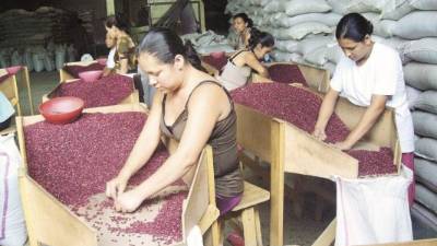 Una empleada en una exportadora de frijoles rojos.