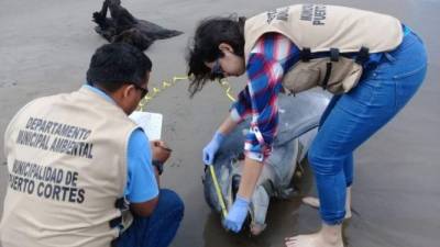 Un delfín fue hallado muerto este viernes en la playa Travesía de Puerto Cortés, departamento de Cortés, zona norte de Honduras, en las vísperas de que inicie la Semana Santa.
