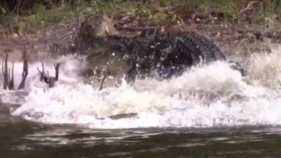 El cocodrilo celoso atacó a su hembra por ‘coquetear’ a otro pretendiente