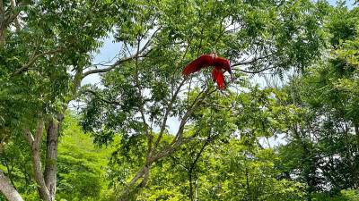 Además de cuidar y liberar a las guacamayas nacidas en cautiverio, colocan nidos artificiales alrededor del valle y monitorean la reproducción de las aves que ya viven en libertad.