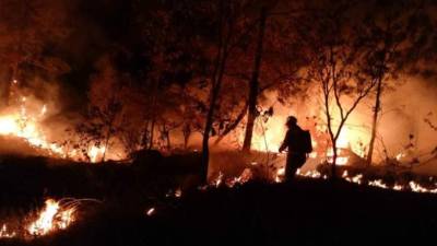 Miles de hectáreas de bosque se pierden año tras año en el país.
