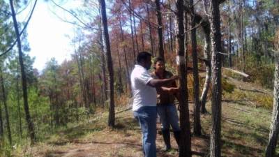 El Gobierno busca la manera de controlar el gorgojo.