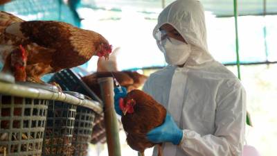 La forma de contagio más frecuente de la gripe aviar es mediante el contacto de aves infectadas.