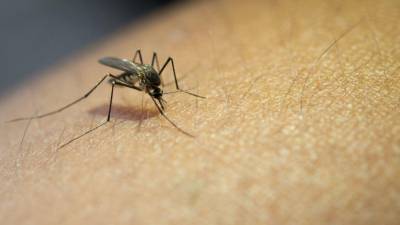 Foto de un mosquito transmisor.