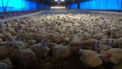 Los técnicos estadounidenses visitaron el país para verificar los procesos de calidad e inocuidad de la planta de Cadeca.