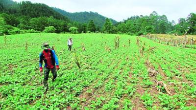 Incrementará los costos en la agricultura y los precios en los mercados del país.