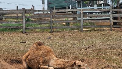 <b><span class=mln_uppercase_mln>Parque.</span></b> Los animales están casi abandonados.<span class=mln_uppercase_mln> </span>