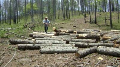 Gualaco es el muncipio más afectado en el departamento de Olancho, 34 comunidades y 20,000 hectáreas de bosque han fulminado los árboles de pino que se vieron afectados por la plaga desde agosto de 2013.