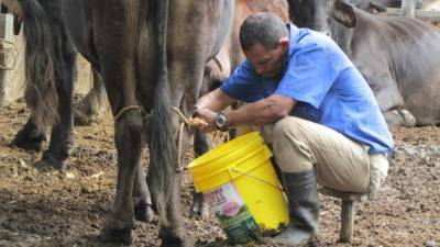 Productores artesanales de leche en una pequeña finca en el centro de Honduras.