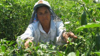 Entre los objetivos de mejorar la calidad del chile está potenciar el comercio del producto.